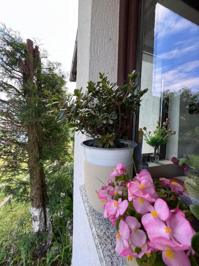 Casa Helen Insurance&Tourism Guest House Galócaş Eksteriør bilde